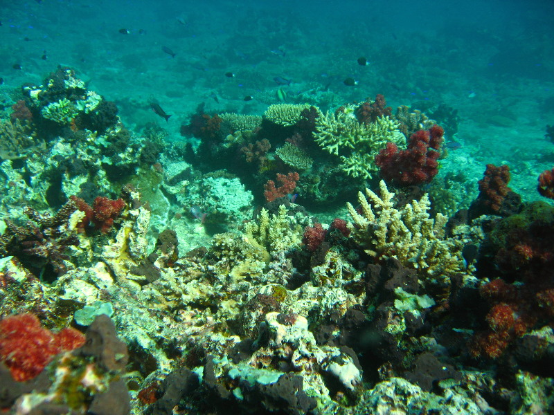 Rainbow-Reef-Scuba-Diving-Taveuni-Fiji-016