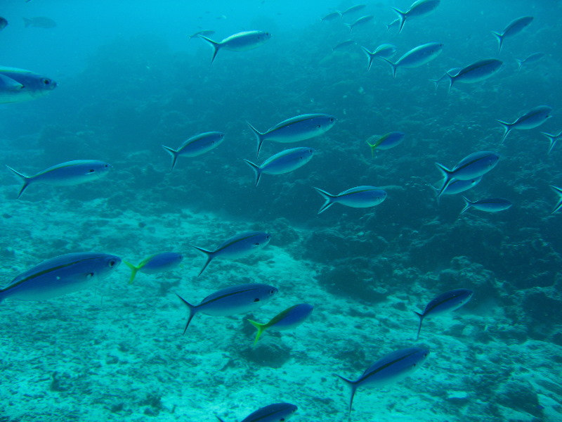 Rainbow-Reef-Scuba-Diving-Taveuni-Fiji-017
