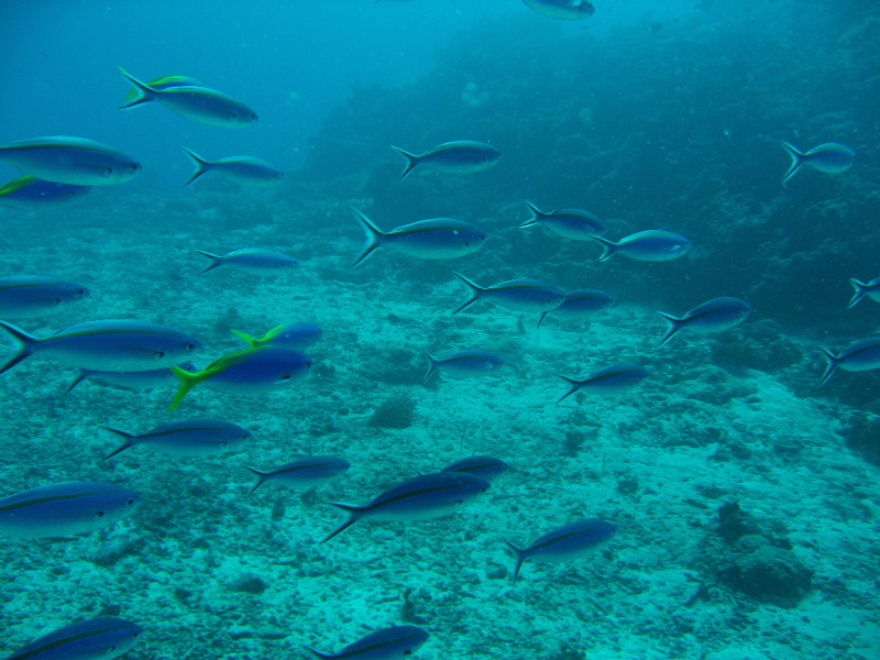 Rainbow-Reef-Scuba-Diving-Taveuni-Fiji-018