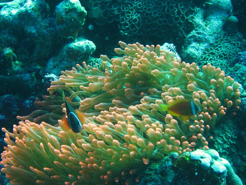 Rainbow-Reef-Scuba-Diving-Taveuni-Fiji-020