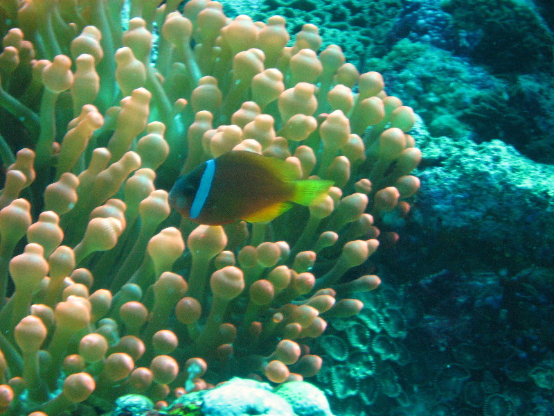 Rainbow-Reef-Scuba-Diving-Taveuni-Fiji-021