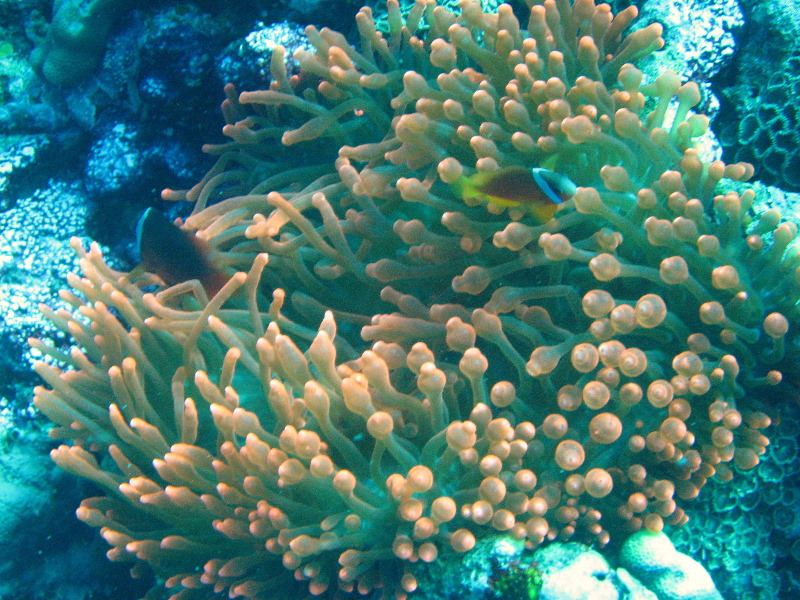 Rainbow-Reef-Scuba-Diving-Taveuni-Fiji-022