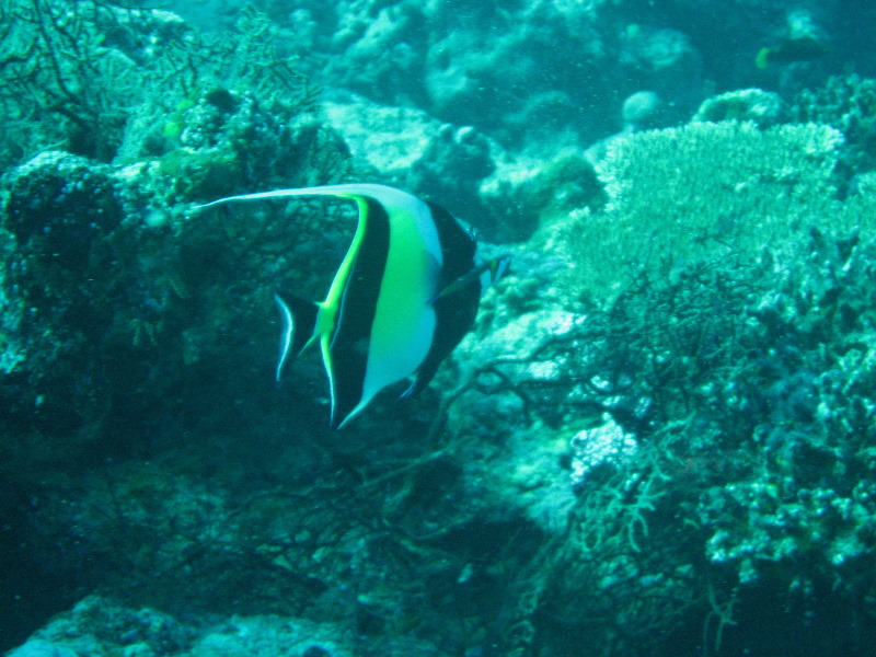 Rainbow-Reef-Scuba-Diving-Taveuni-Fiji-023