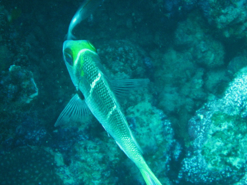 Rainbow-Reef-Scuba-Diving-Taveuni-Fiji-024