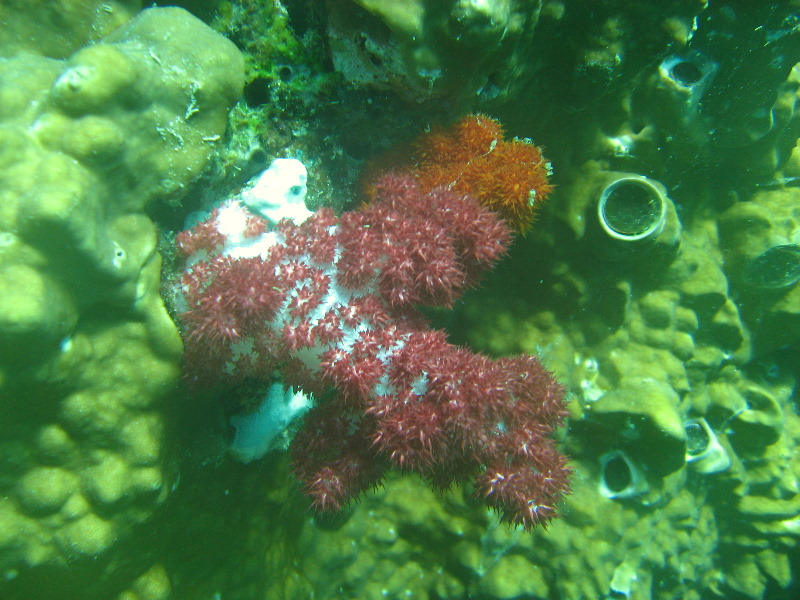 Rainbow-Reef-Scuba-Diving-Taveuni-Fiji-025
