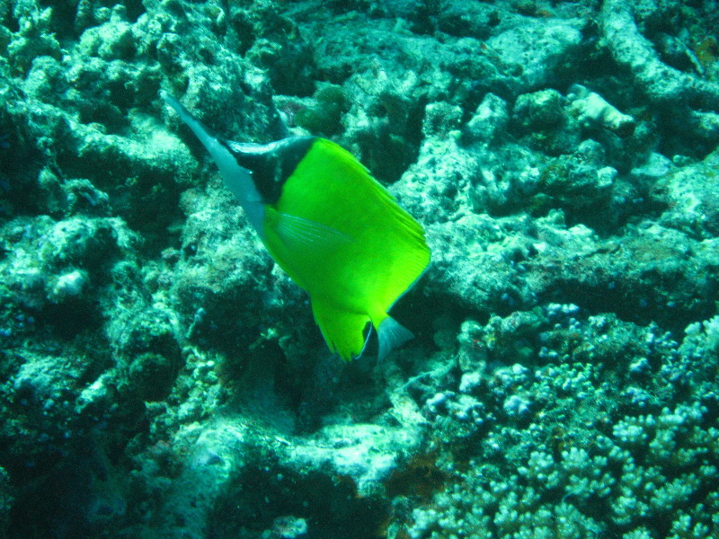 Rainbow-Reef-Scuba-Diving-Taveuni-Fiji-030