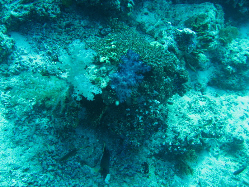 Rainbow-Reef-Scuba-Diving-Taveuni-Fiji-031