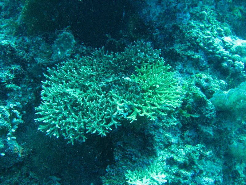 Rainbow-Reef-Scuba-Diving-Taveuni-Fiji-032