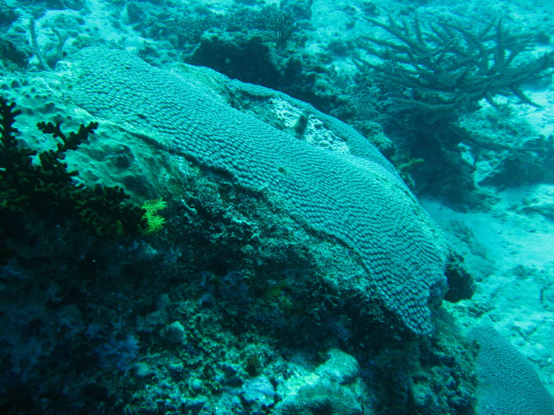 Rainbow-Reef-Scuba-Diving-Taveuni-Fiji-033