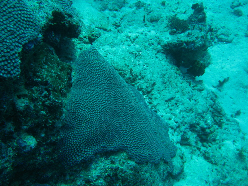 Rainbow-Reef-Scuba-Diving-Taveuni-Fiji-034