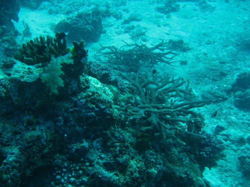 Rainbow-Reef-Scuba-Diving-Taveuni-Fiji-037