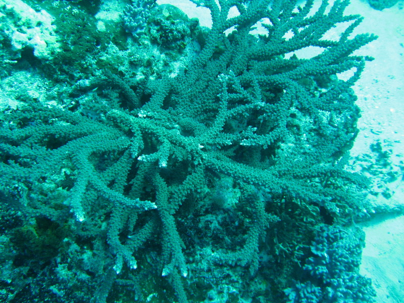 Rainbow-Reef-Scuba-Diving-Taveuni-Fiji-038