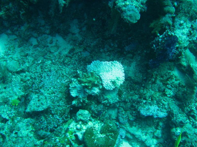 Rainbow-Reef-Scuba-Diving-Taveuni-Fiji-042