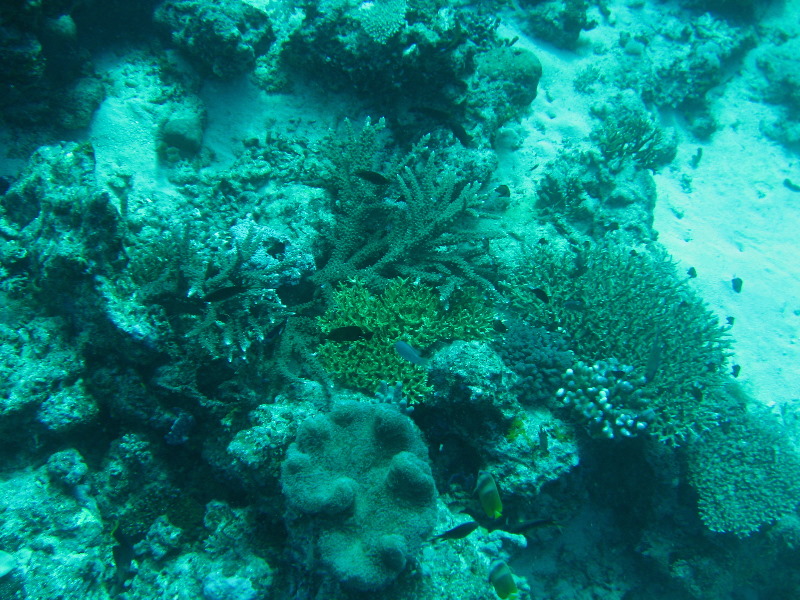 Rainbow-Reef-Scuba-Diving-Taveuni-Fiji-043