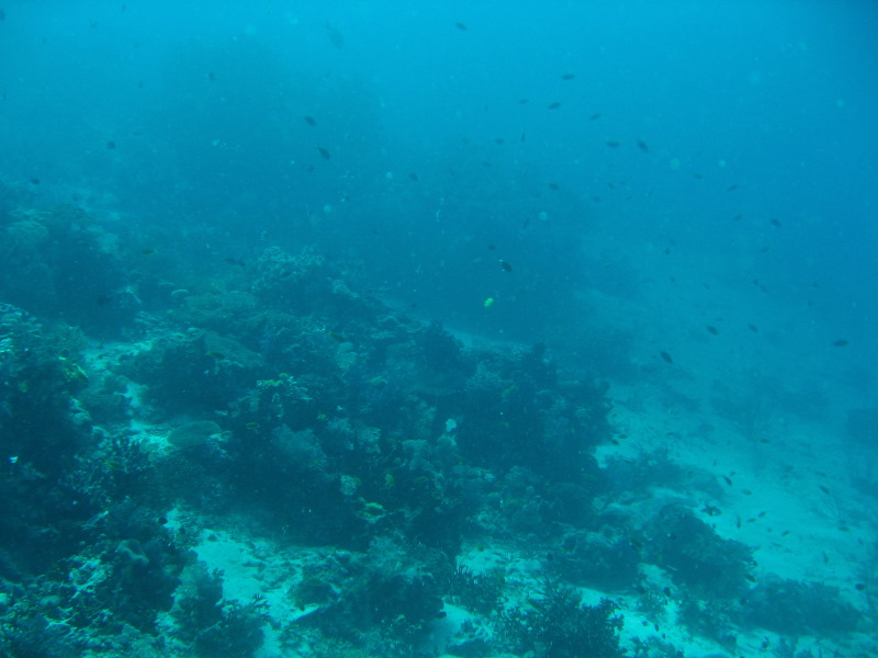 Rainbow-Reef-Scuba-Diving-Taveuni-Fiji-044
