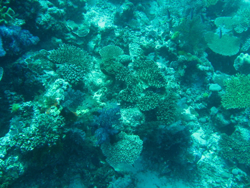 Rainbow-Reef-Scuba-Diving-Taveuni-Fiji-045