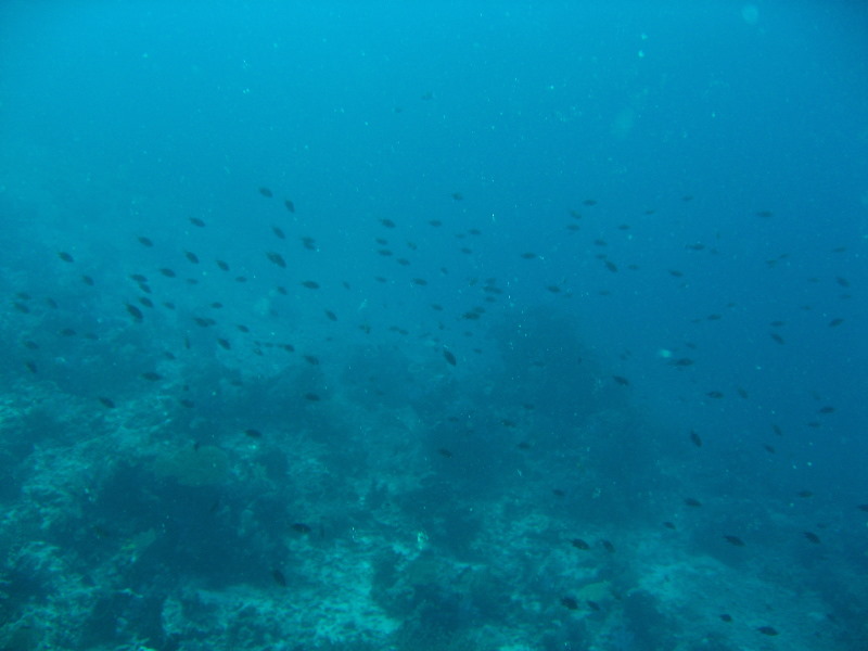 Rainbow-Reef-Scuba-Diving-Taveuni-Fiji-053