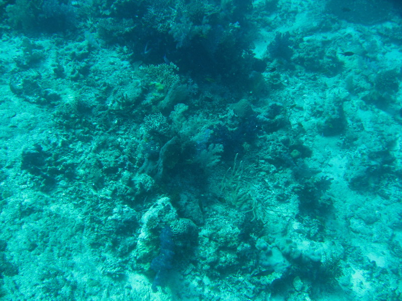 Rainbow-Reef-Scuba-Diving-Taveuni-Fiji-054