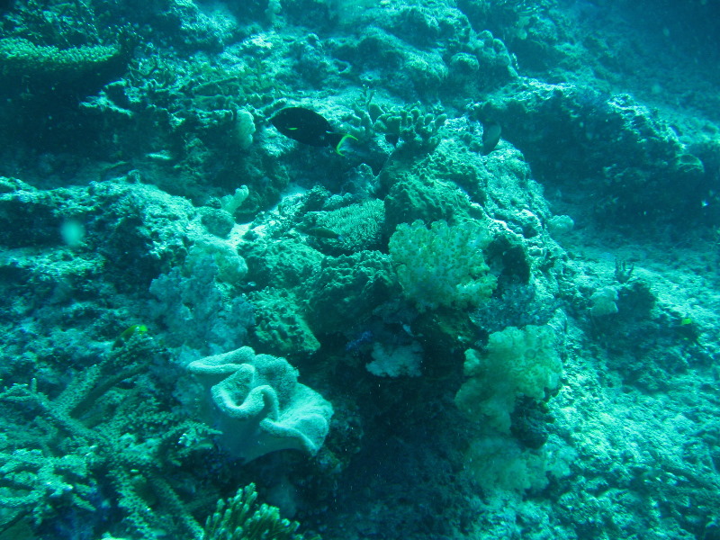 Rainbow-Reef-Scuba-Diving-Taveuni-Fiji-059