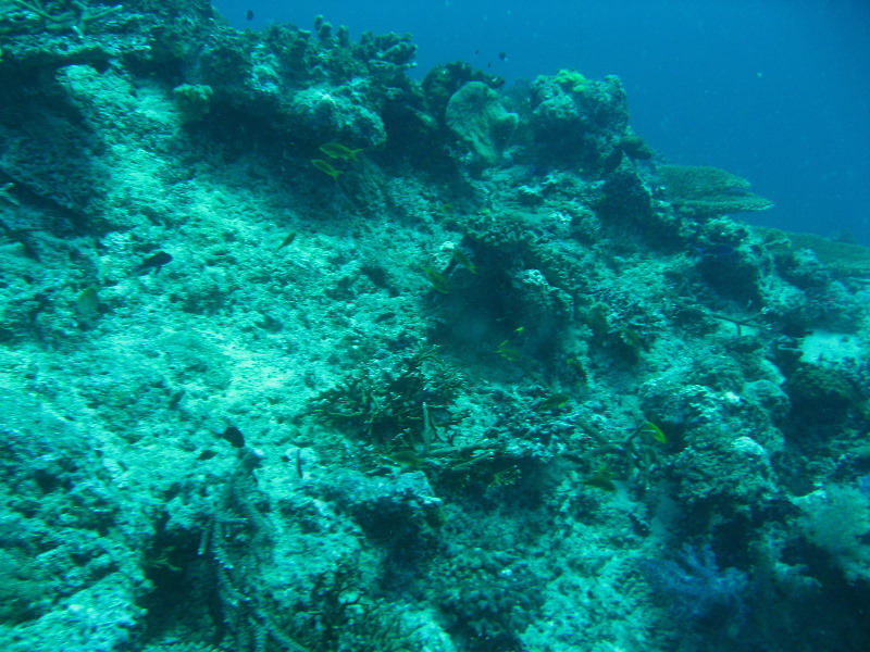 Rainbow-Reef-Scuba-Diving-Taveuni-Fiji-061