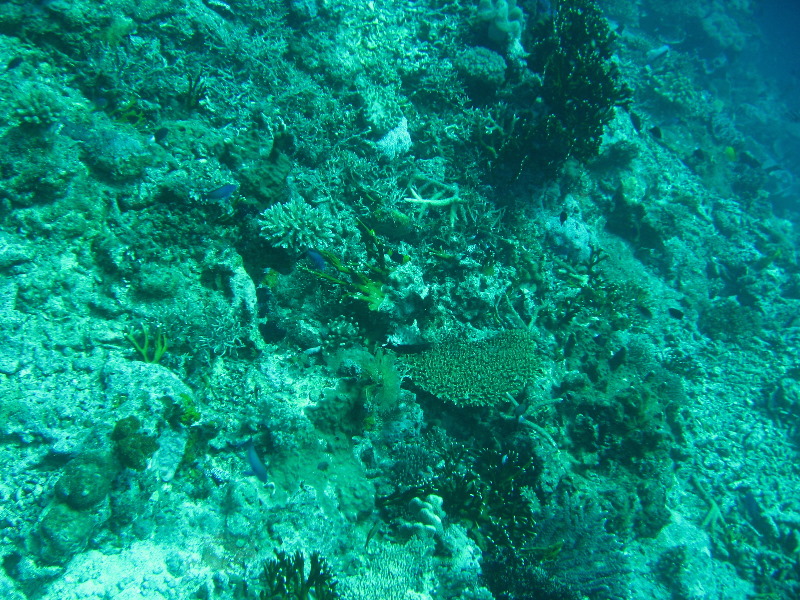 Rainbow-Reef-Scuba-Diving-Taveuni-Fiji-069