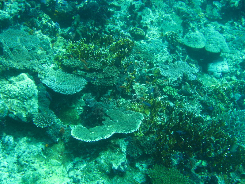 Rainbow-Reef-Scuba-Diving-Taveuni-Fiji-074