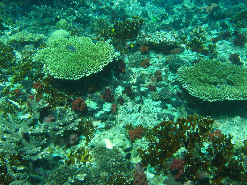 Rainbow-Reef-Scuba-Diving-Taveuni-Fiji-081