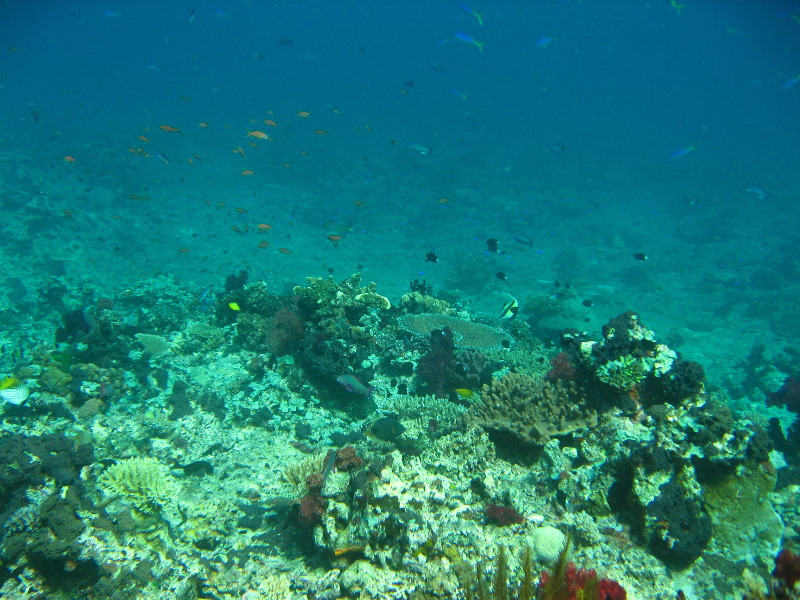 Rainbow-Reef-Scuba-Diving-Taveuni-Fiji-087