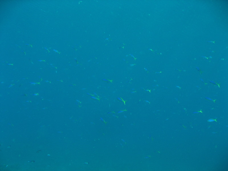 Rainbow-Reef-Scuba-Diving-Taveuni-Fiji-088