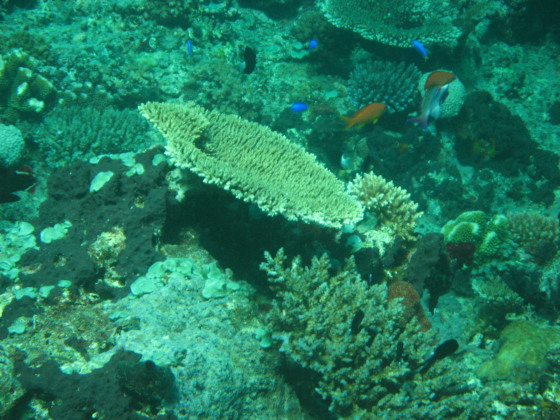 Rainbow-Reef-Scuba-Diving-Taveuni-Fiji-091