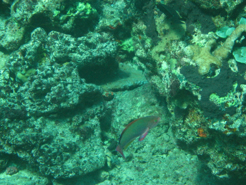 Rainbow-Reef-Scuba-Diving-Taveuni-Fiji-092