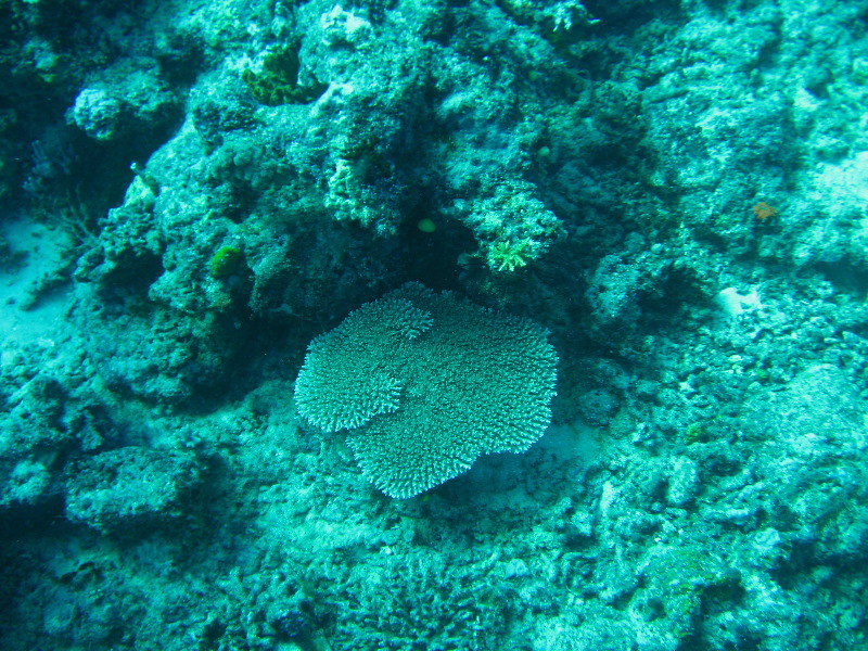 Rainbow-Reef-Scuba-Diving-Taveuni-Fiji-093