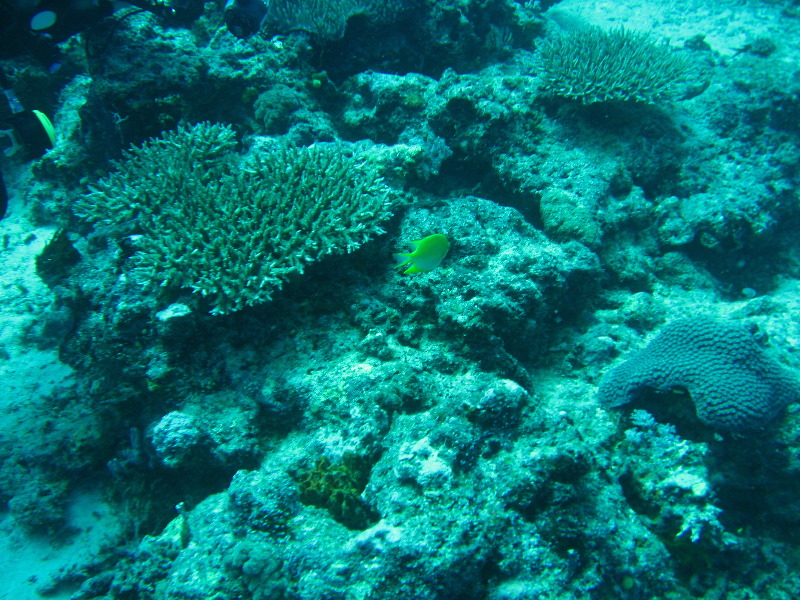 Rainbow-Reef-Scuba-Diving-Taveuni-Fiji-094