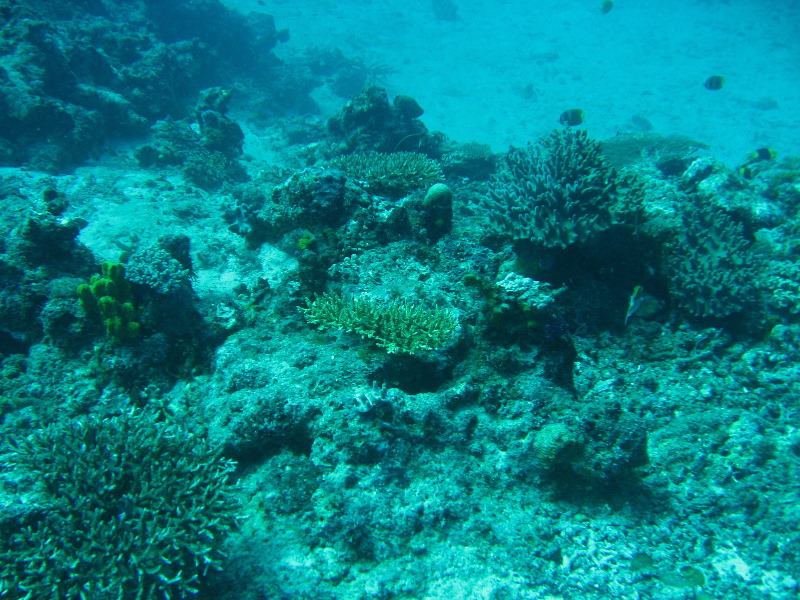 Rainbow-Reef-Scuba-Diving-Taveuni-Fiji-095