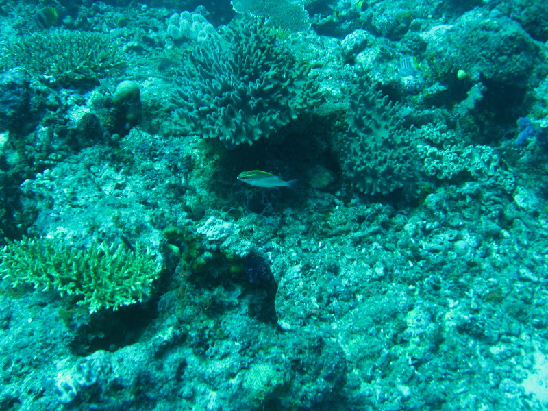 Rainbow-Reef-Scuba-Diving-Taveuni-Fiji-096
