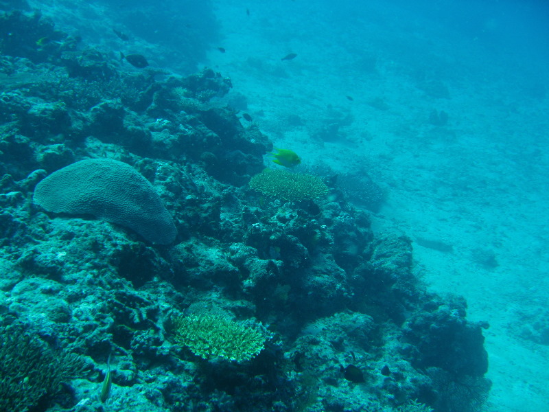 Rainbow-Reef-Scuba-Diving-Taveuni-Fiji-098