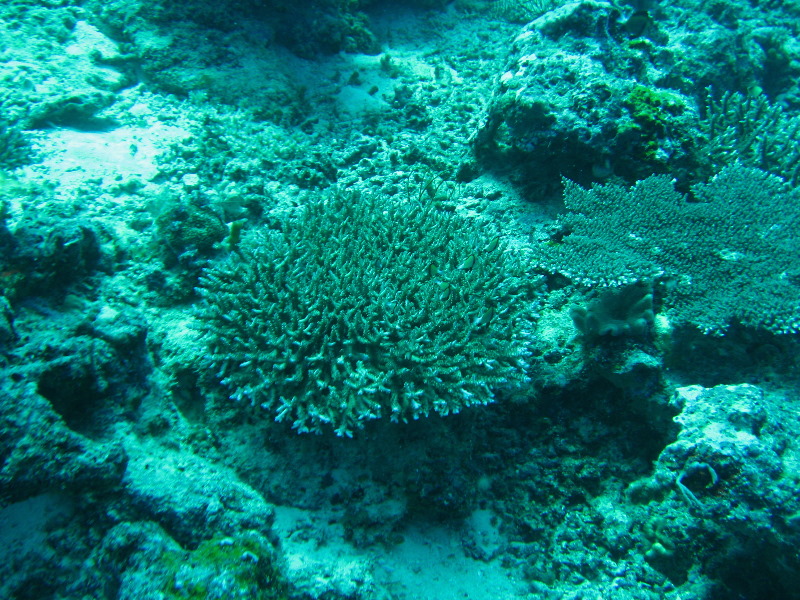 Rainbow-Reef-Scuba-Diving-Taveuni-Fiji-099