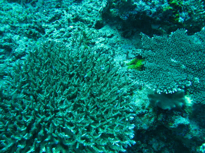 Rainbow-Reef-Scuba-Diving-Taveuni-Fiji-100