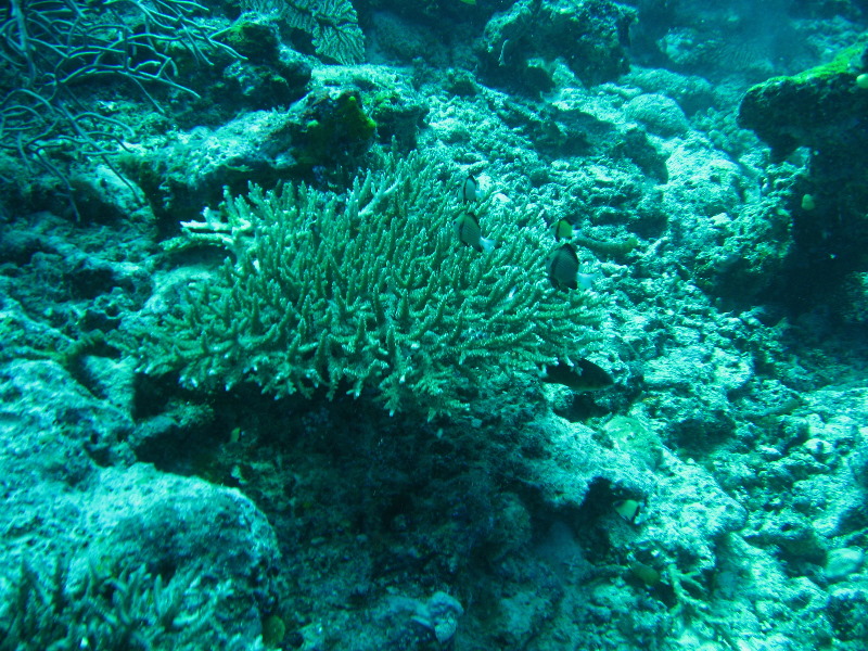 Rainbow-Reef-Scuba-Diving-Taveuni-Fiji-101