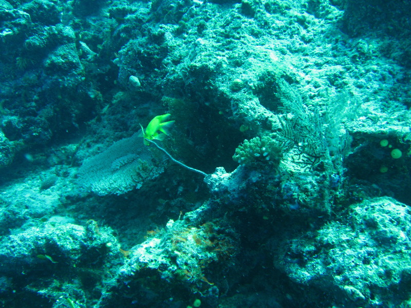 Rainbow-Reef-Scuba-Diving-Taveuni-Fiji-105