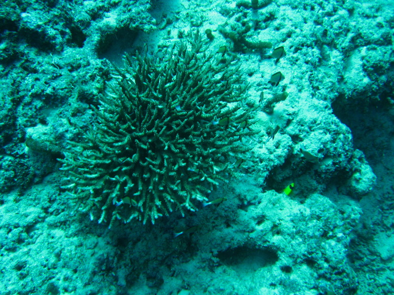 Rainbow-Reef-Scuba-Diving-Taveuni-Fiji-106