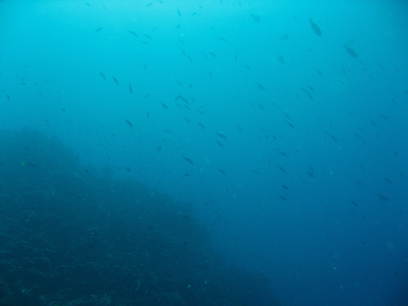 Rainbow-Reef-Scuba-Diving-Taveuni-Fiji-108