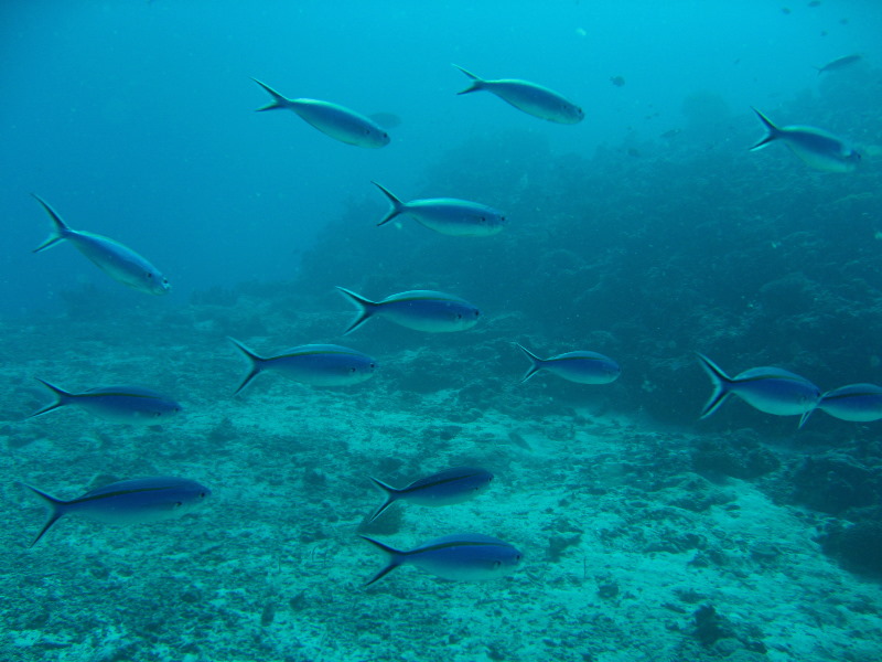 Rainbow-Reef-Scuba-Diving-Taveuni-Fiji-110