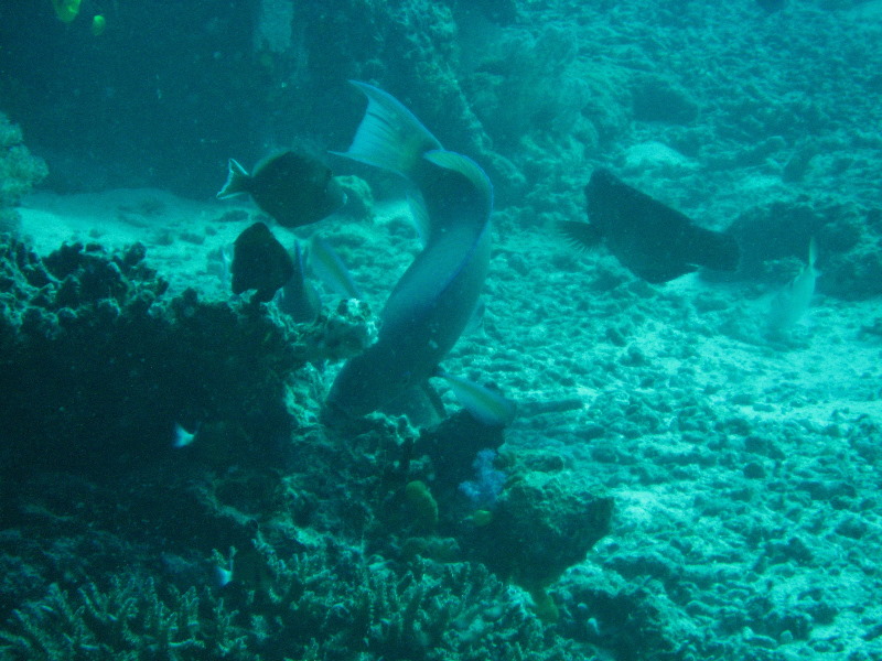 Rainbow-Reef-Scuba-Diving-Taveuni-Fiji-111