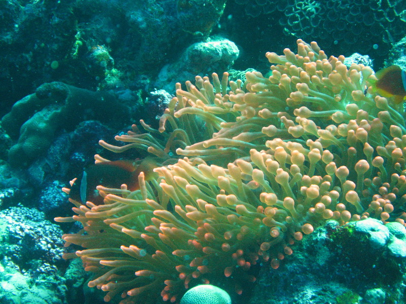 Rainbow-Reef-Scuba-Diving-Taveuni-Fiji-114