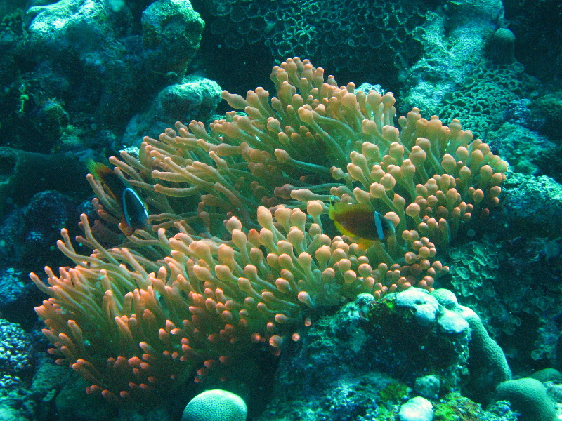 Rainbow-Reef-Scuba-Diving-Taveuni-Fiji-116