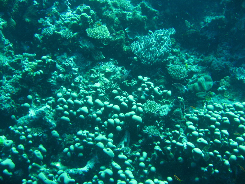 Rainbow-Reef-Scuba-Diving-Taveuni-Fiji-118