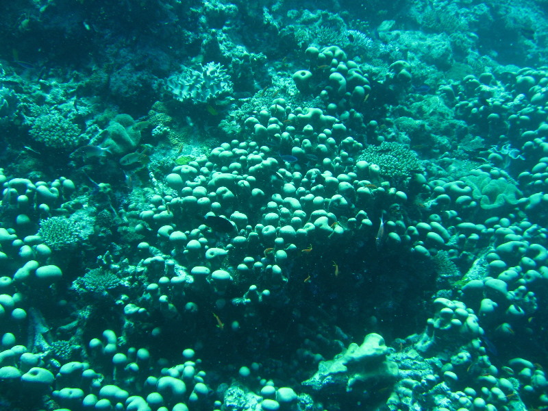 Rainbow-Reef-Scuba-Diving-Taveuni-Fiji-119