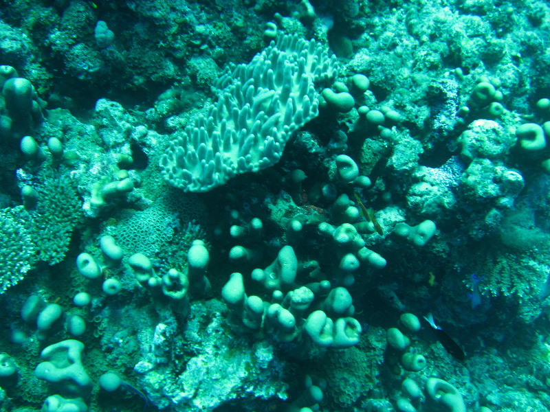 Rainbow-Reef-Scuba-Diving-Taveuni-Fiji-121
