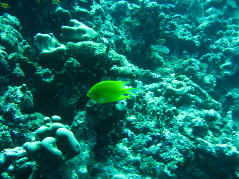 Rainbow-Reef-Scuba-Diving-Taveuni-Fiji-122
